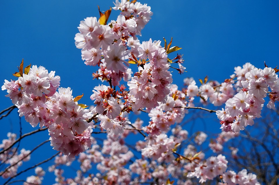 Pasqua in Cilento