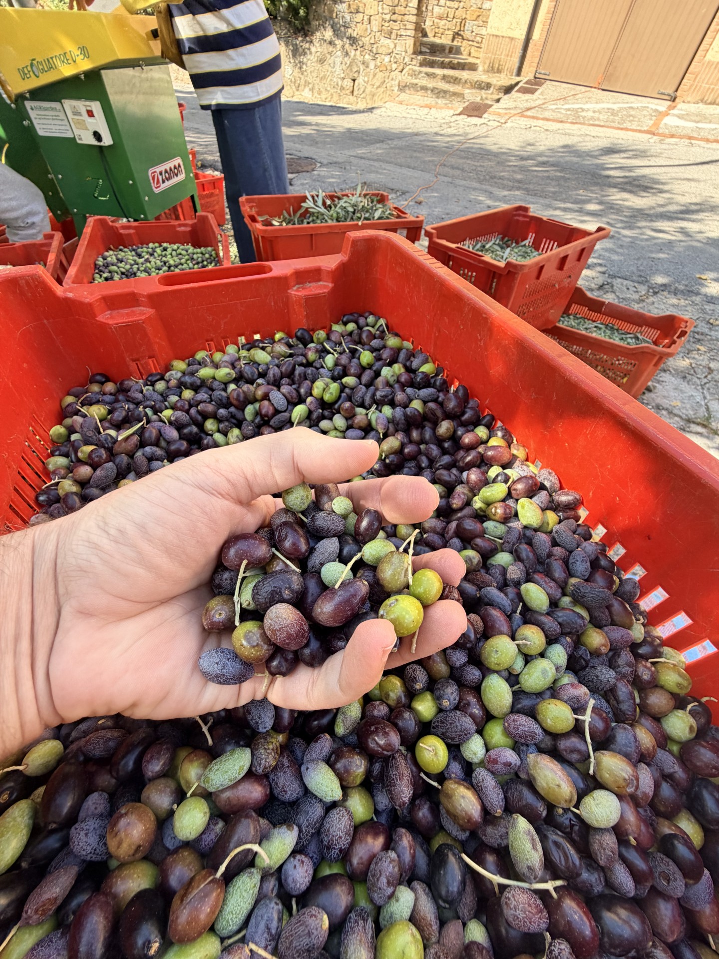 Mediterranean Diet